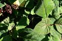 Leucage_granulata_D5291_Z_88_Milaa Milaa_Australie